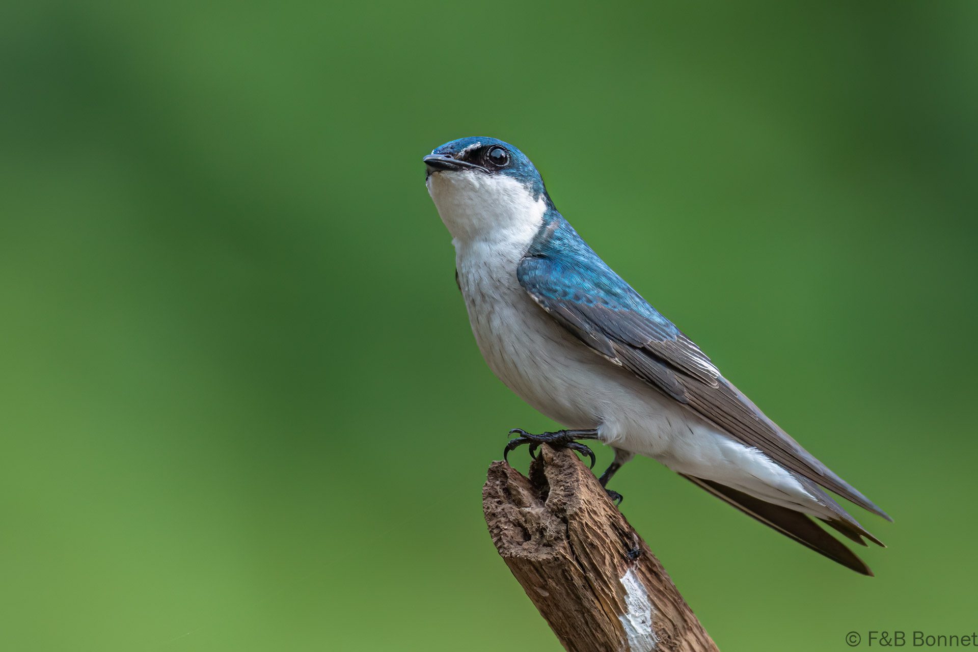 Golondrina de manglar - Costa Rica - Caño Negro - 2021