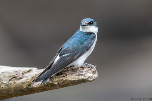 Golondrina de manglar - Costa Rica - Caño Negro - 2021