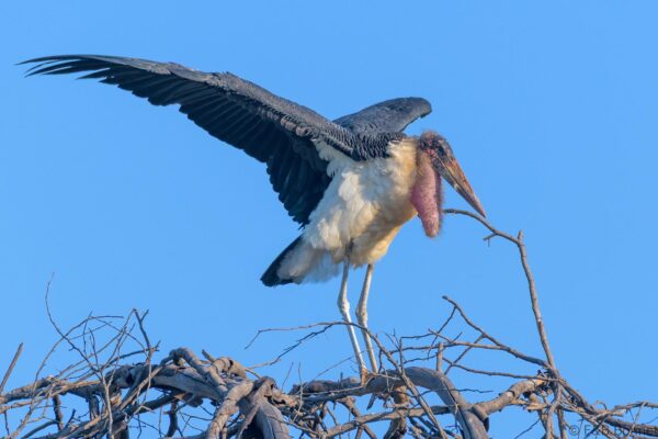 Marabou Stork - South Africa - Kruger NP - 2022