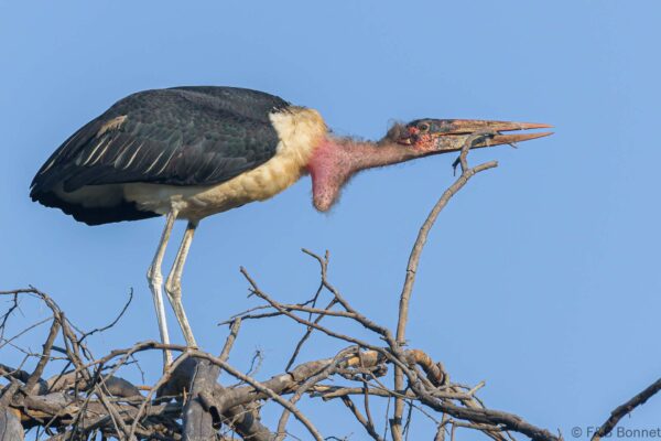 Marabou Stork - South Africa - Kruger NP - 2022