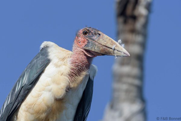 Marabou Stork - South Africa - Kruger NP - 2022