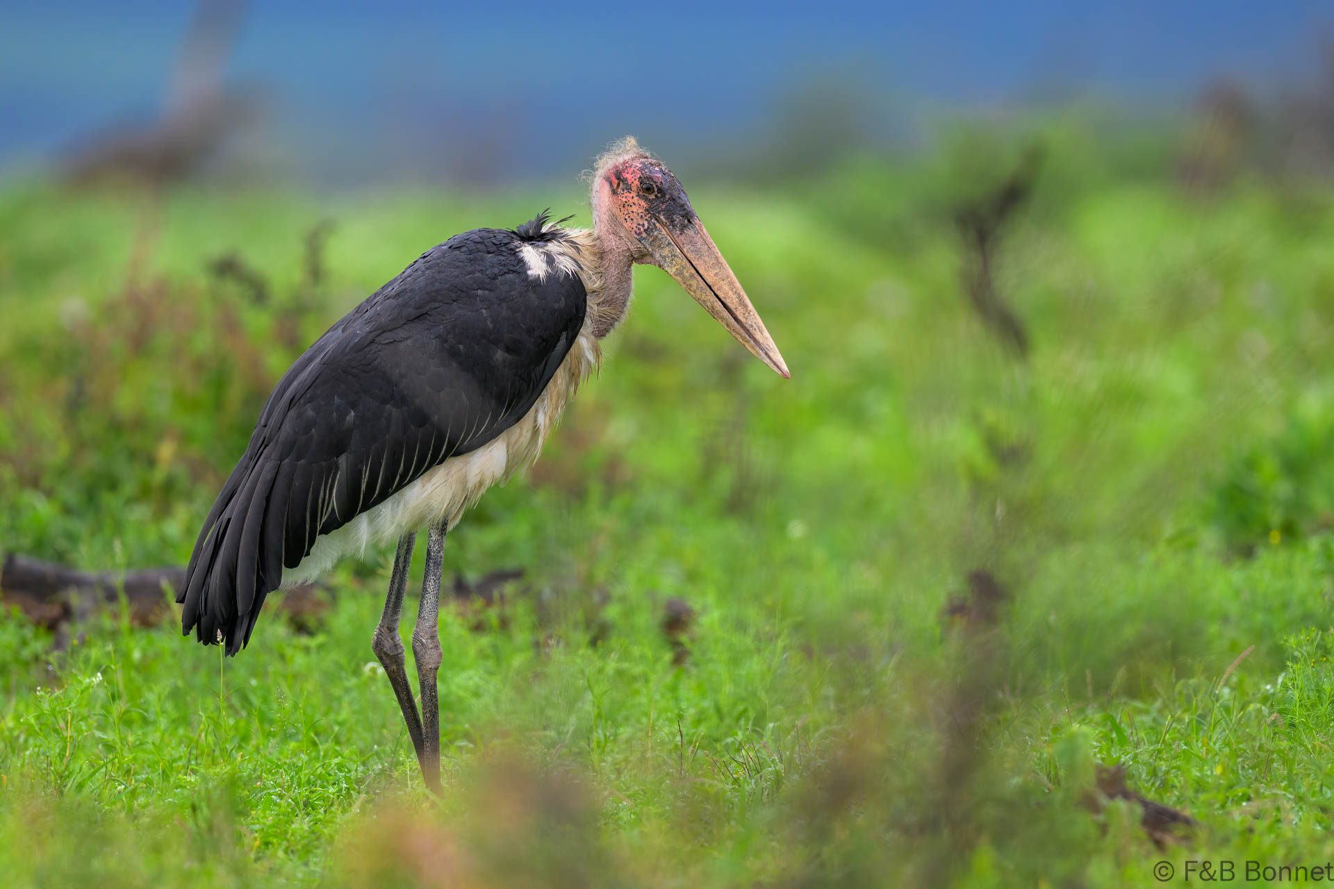 Marabou Stork - South Africa - Kruger NP - 2025