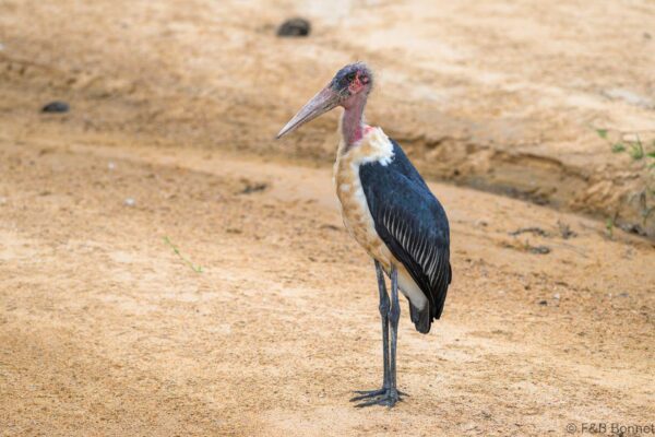 Marabou Stork - South Africa - Kruger NP - 2025