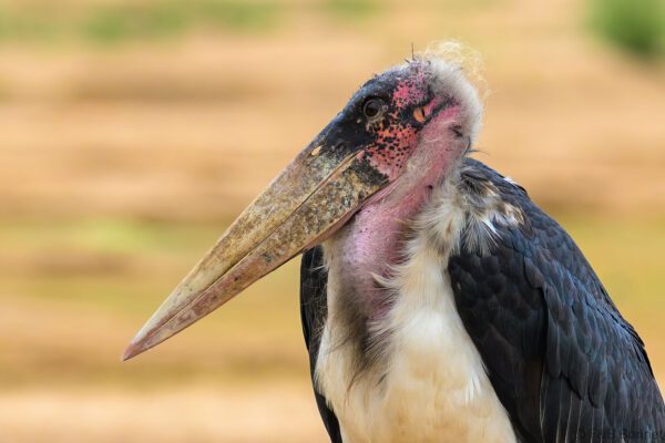 Marabou Stork - South Africa - Kruger NP - 2025