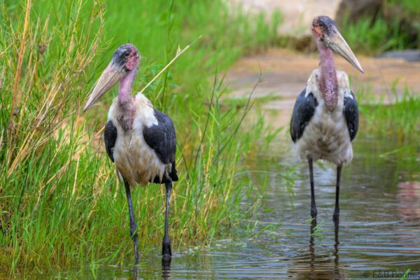Marabou Stork - South Africa - Kruger NP - 2025