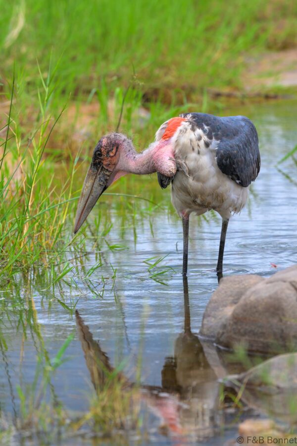 Marabou Stork - South Africa - Kruger NP - 2025
