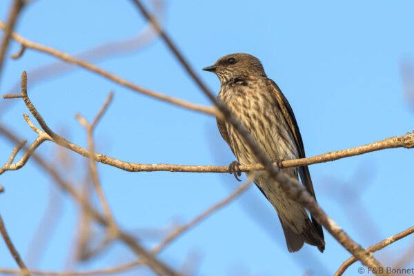 Hirondelle des Mascareignes - Madagascar - Tulear - 2023