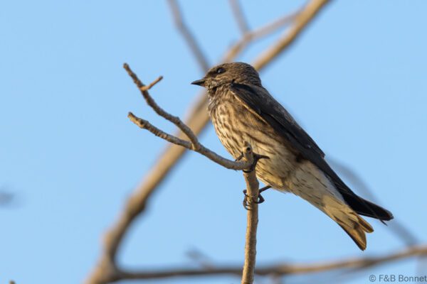 Hirondelle des Mascareignes - Madagascar - Tulear - 2023