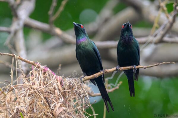 Metallic Starling - Indonesia - Ternate - 2024