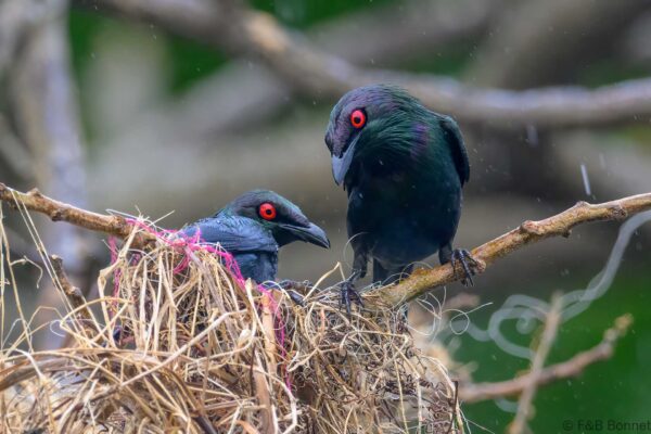 Metallic Starling - Indonesia - Ternate - 2024