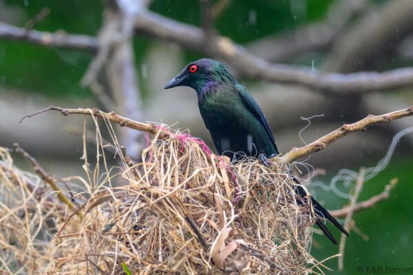 Metallic Starling - Indonesia - Ternate - 2024