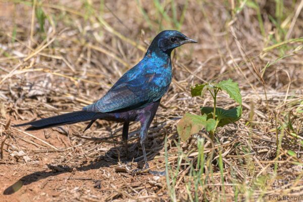 Meves's Starling - South Africa - Kruger NP - 2022