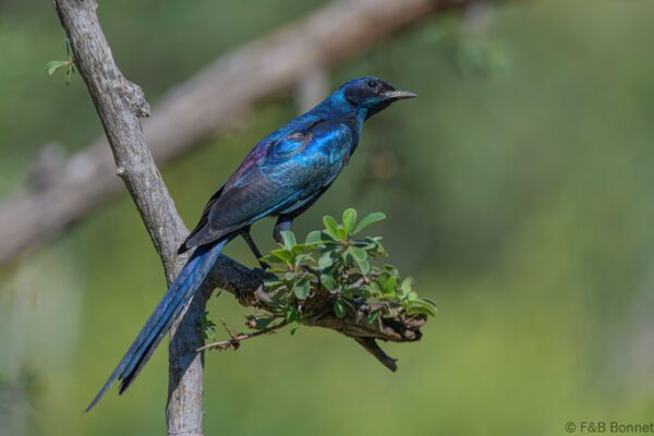 Meves's Starling - South Africa - Kruger NP - 2022