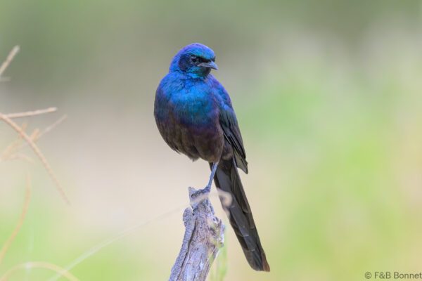 Meves's Starling - South Africa - Mapungubwe NP - 2025