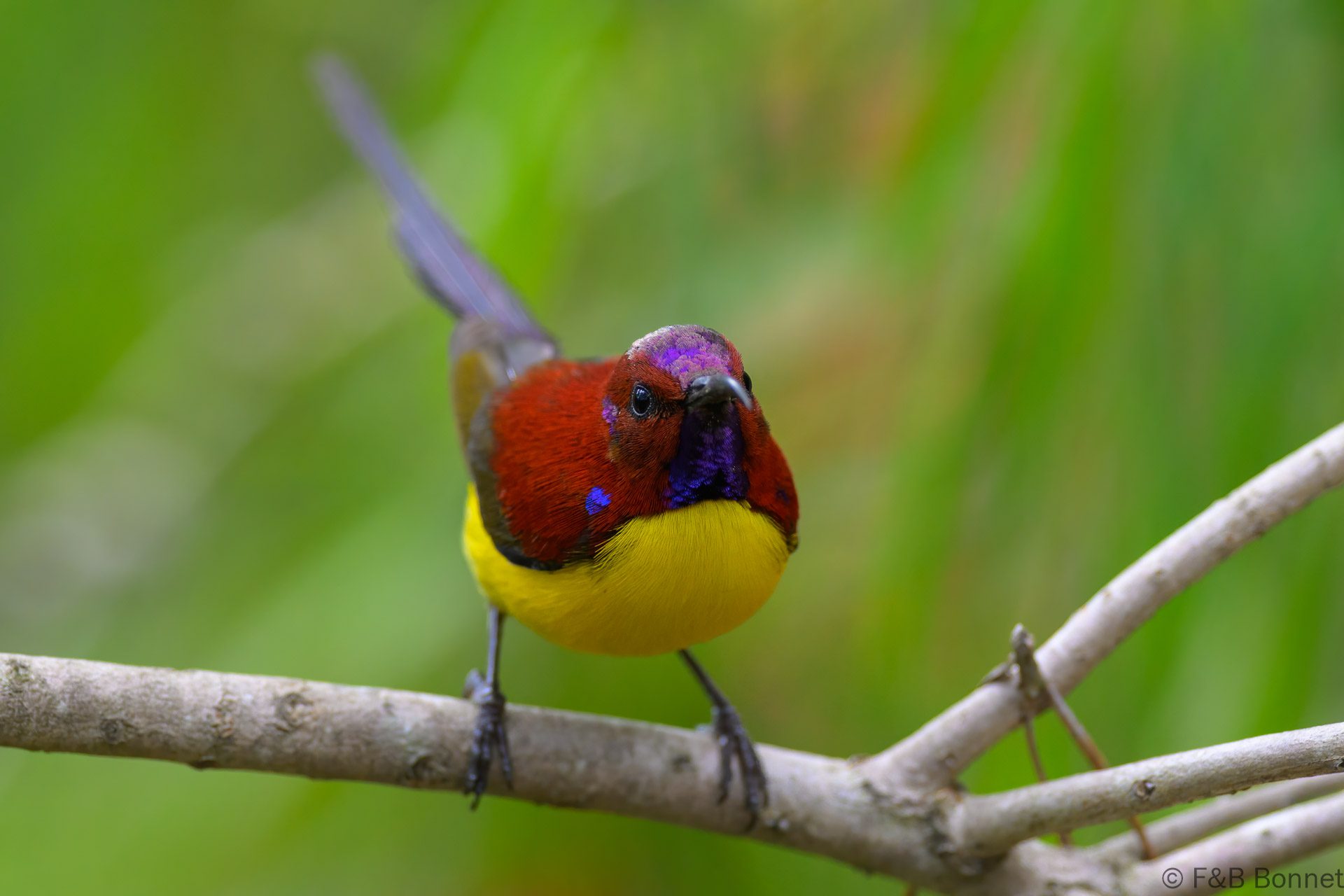 Mrs. Gould's Sunbird ♂ - Vietnam - Da Lat - 2026