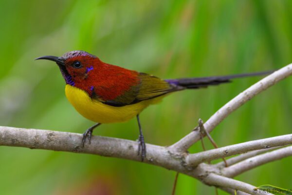 Mrs. Gould's Sunbird ♂ - Vietnam - Da Lat - 2026