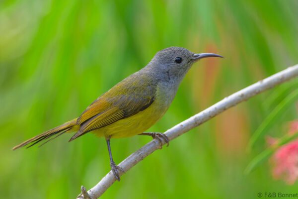 Mrs. Gould's Sunbird ♀ - Vietnam - Da Lat - 2026