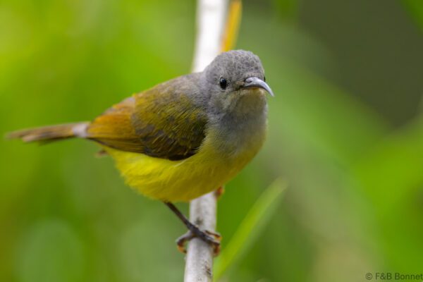 Mrs. Gould's Sunbird ♀ - Vietnam - Da Lat - 2026