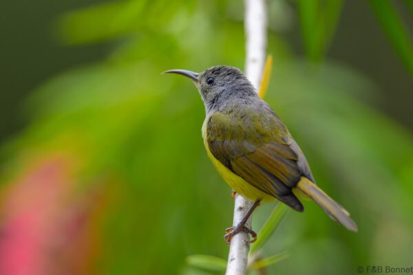Mrs. Gould's Sunbird ♀ - Vietnam - Da Lat - 2026