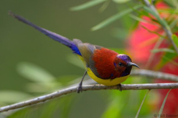 Mrs. Gould's Sunbird ♂ - Vietnam - Da Lat - 2026