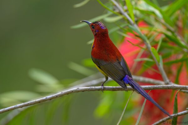 Mrs. Gould's Sunbird ♂ - Vietnam - Da Lat - 2026