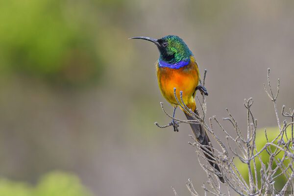Orange-breasted Sunbird ♂ - South Africa - Robberg NR - 2019