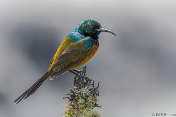 Orange-breasted Sunbird ♂ - South Africa - Cape Town - 2022