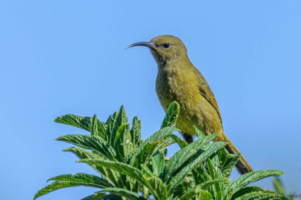 Orange-breasted Sunbird ♀ - South Africa - Betty's Bay - 2022