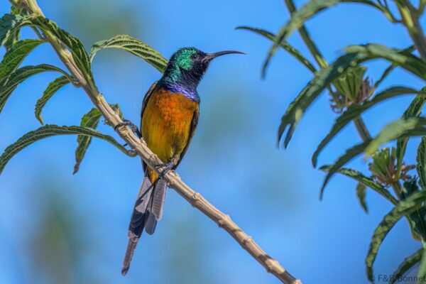 Orange-breasted Sunbird ♂ - South Africa - Betty's Bay - 2022