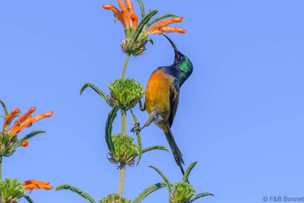 Orange-breasted Sunbird ♂ - South Africa - Betty's Bay - 2022