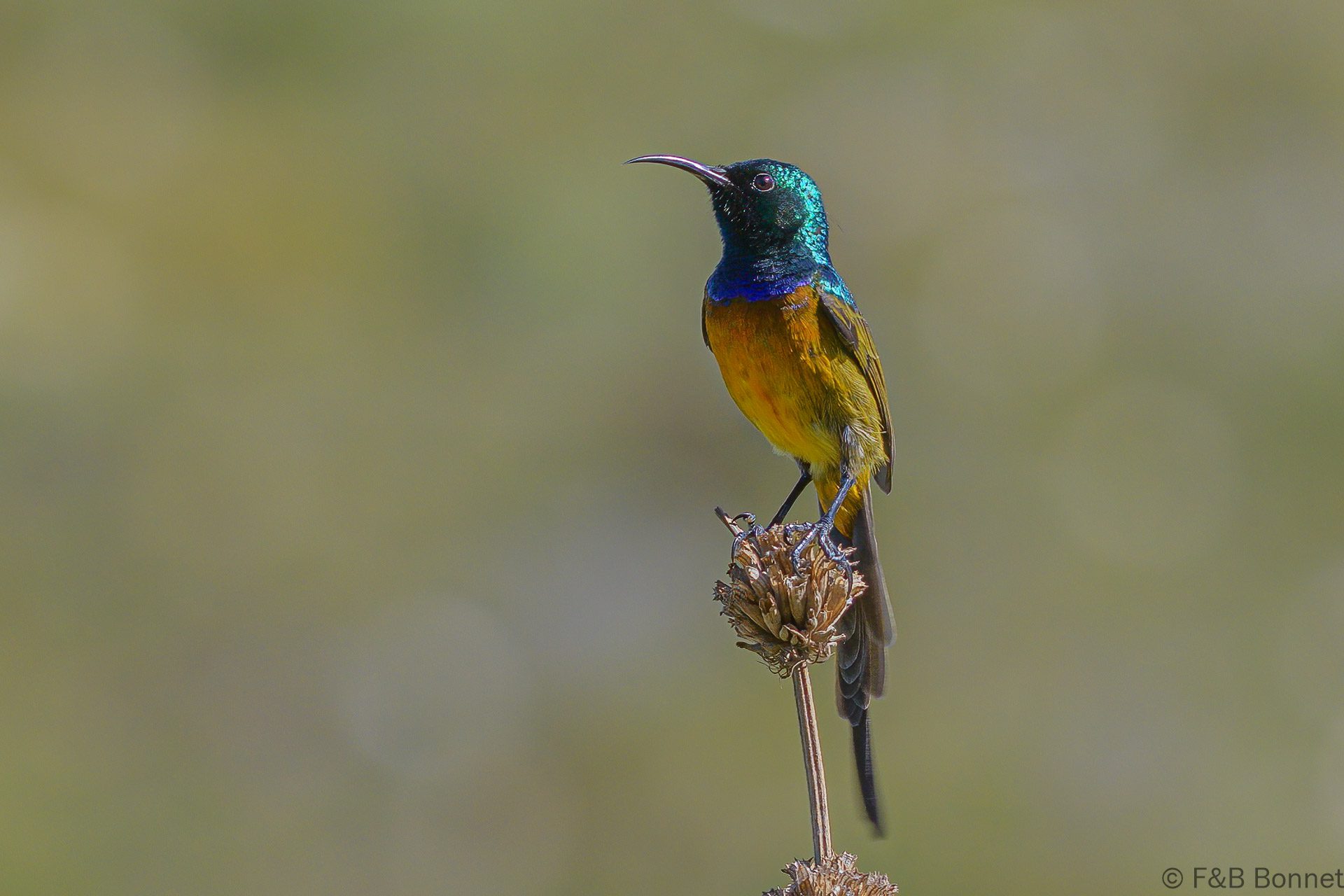 Orange-breasted Sunbird ♂ - South Africa - Betty's Bay - 2022