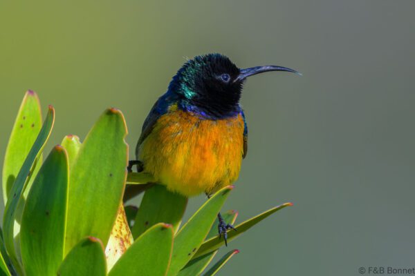 Orange-breasted Sunbird ♂ - South Africa - Cape Point - 2024