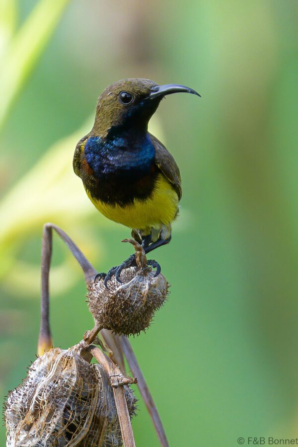 Ornate Sunbird ♂ - Thailand - Bangkok - 2023