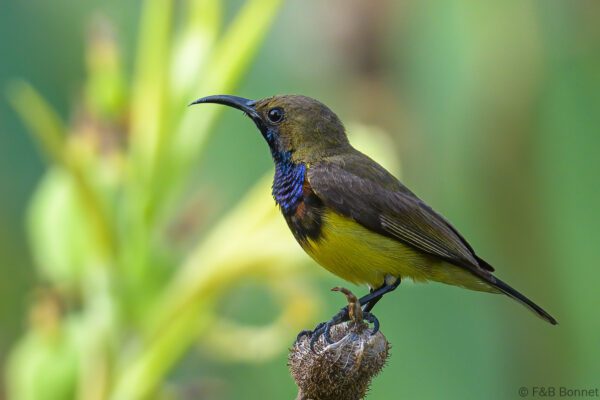 Ornate Sunbird ♂ - Thailand - Bangkok - 2023