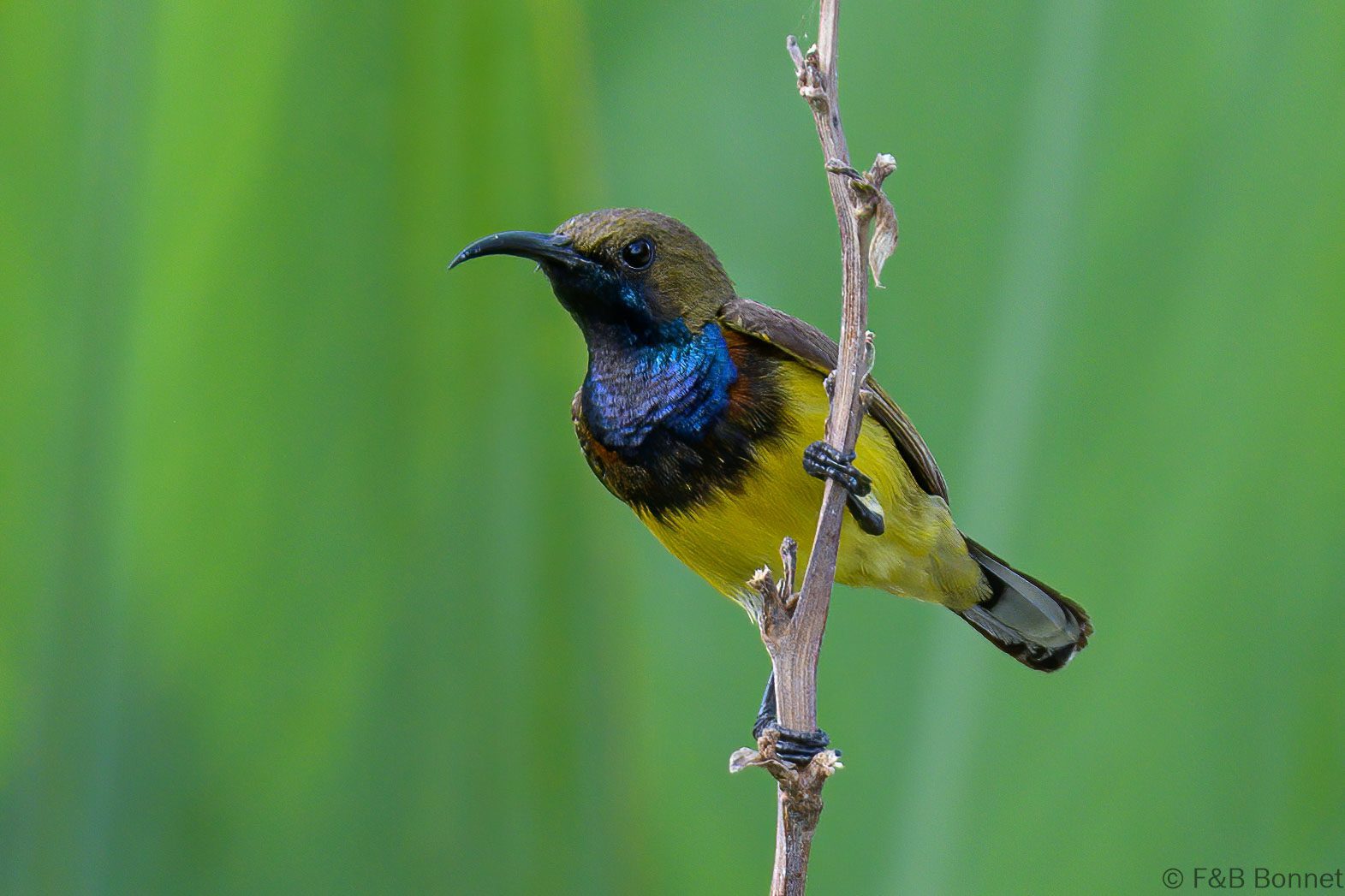 Ornate Sunbird ♂ - Thailand - Bangkok - 2023