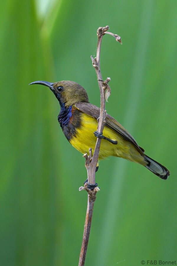 Ornate Sunbird ♂ - Thailand - Bangkok - 2023