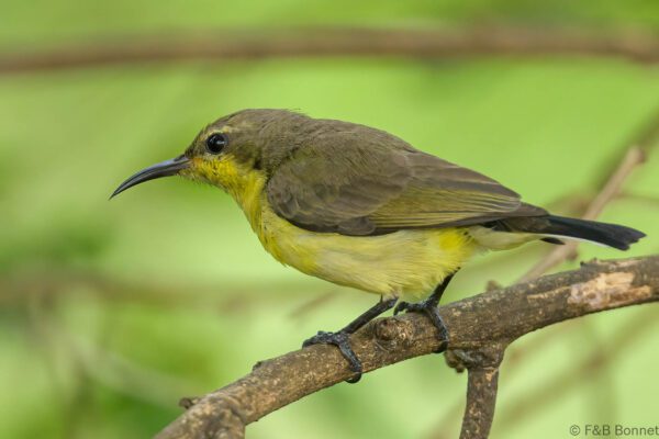 Ornate Sunbird ♀ - Thailand - Bangkok - 2023