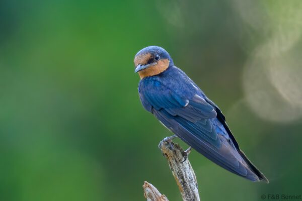 Pacific Swallow - Singapore - Hampstead Wetlands Park - 2024