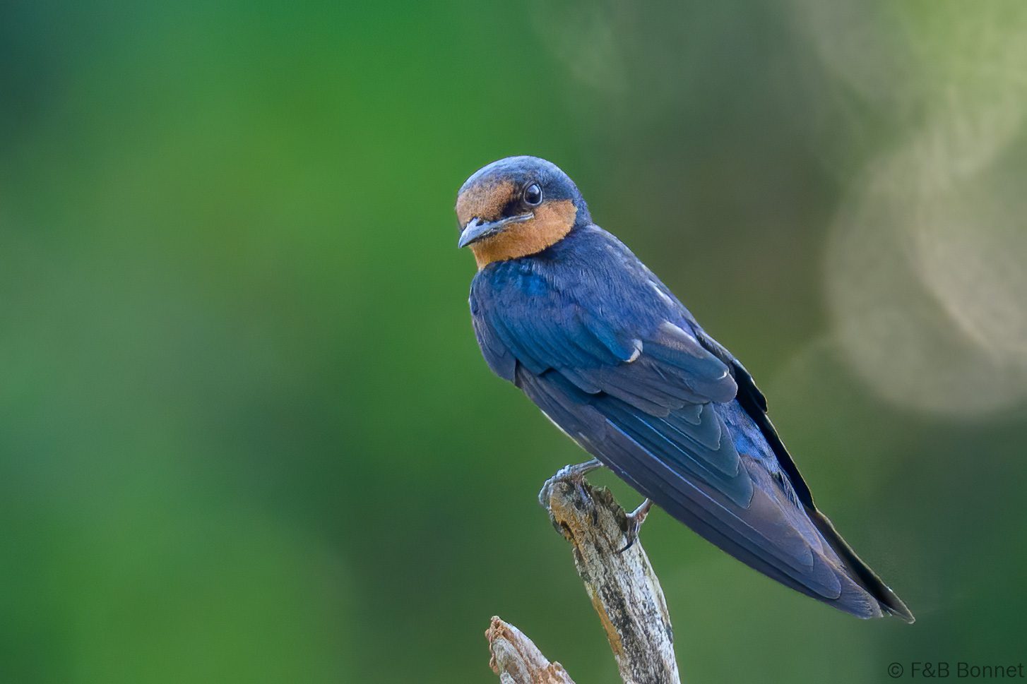 Pacific Swallow - Singapore - Hampstead Wetlands Park - 2024