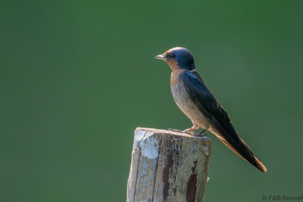 Pacific Swallow - Singapore - Hampstead Wetlands Park - 2024