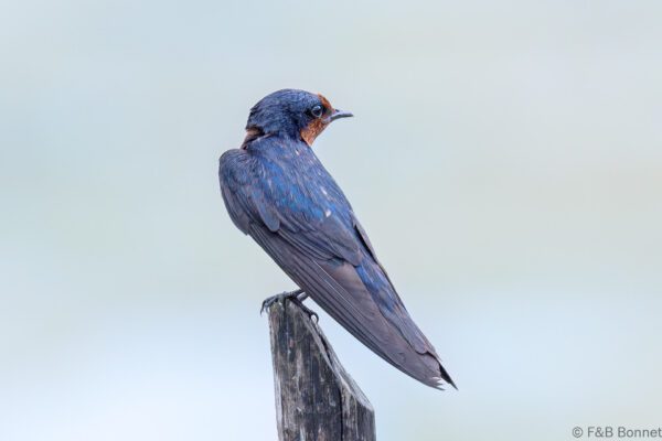 Pacific Swallow - Thailand - Krabi - 2023