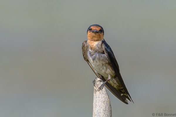 Pacific Swallow - Thailand - Krabi - 2023