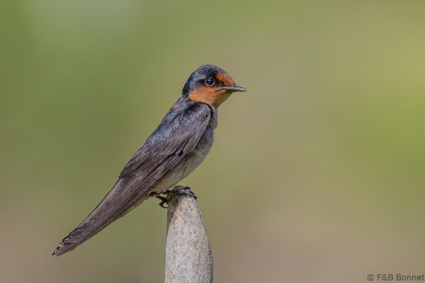 Pacific Swallow - Thailand - Krabi - 2023