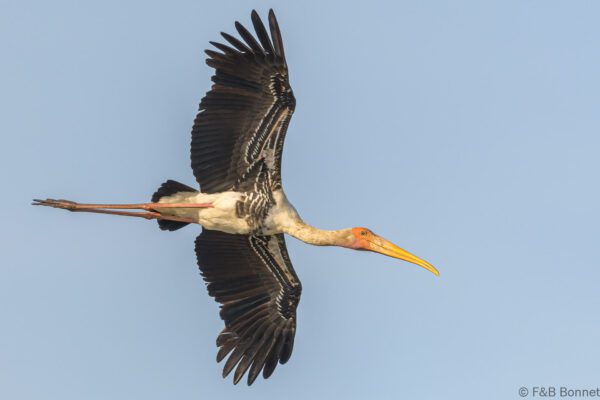 Painted Stork - Thailand - Samut Sakhon - 2023