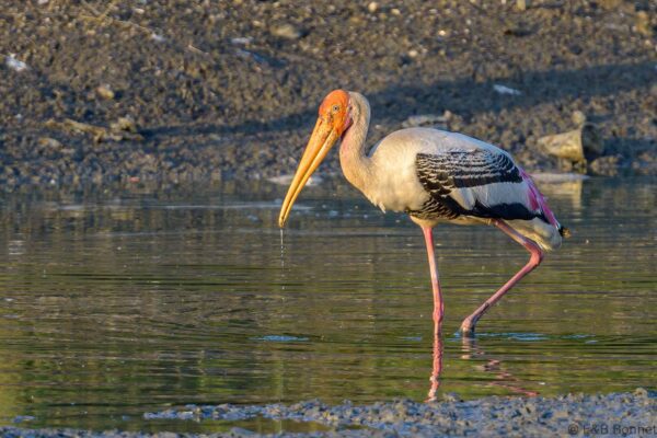 Painted Stork - Thailand - Samut Sakhon - 2023
