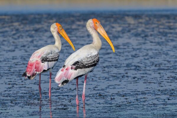 Painted Stork - Thailand - Pak Thale - 2023