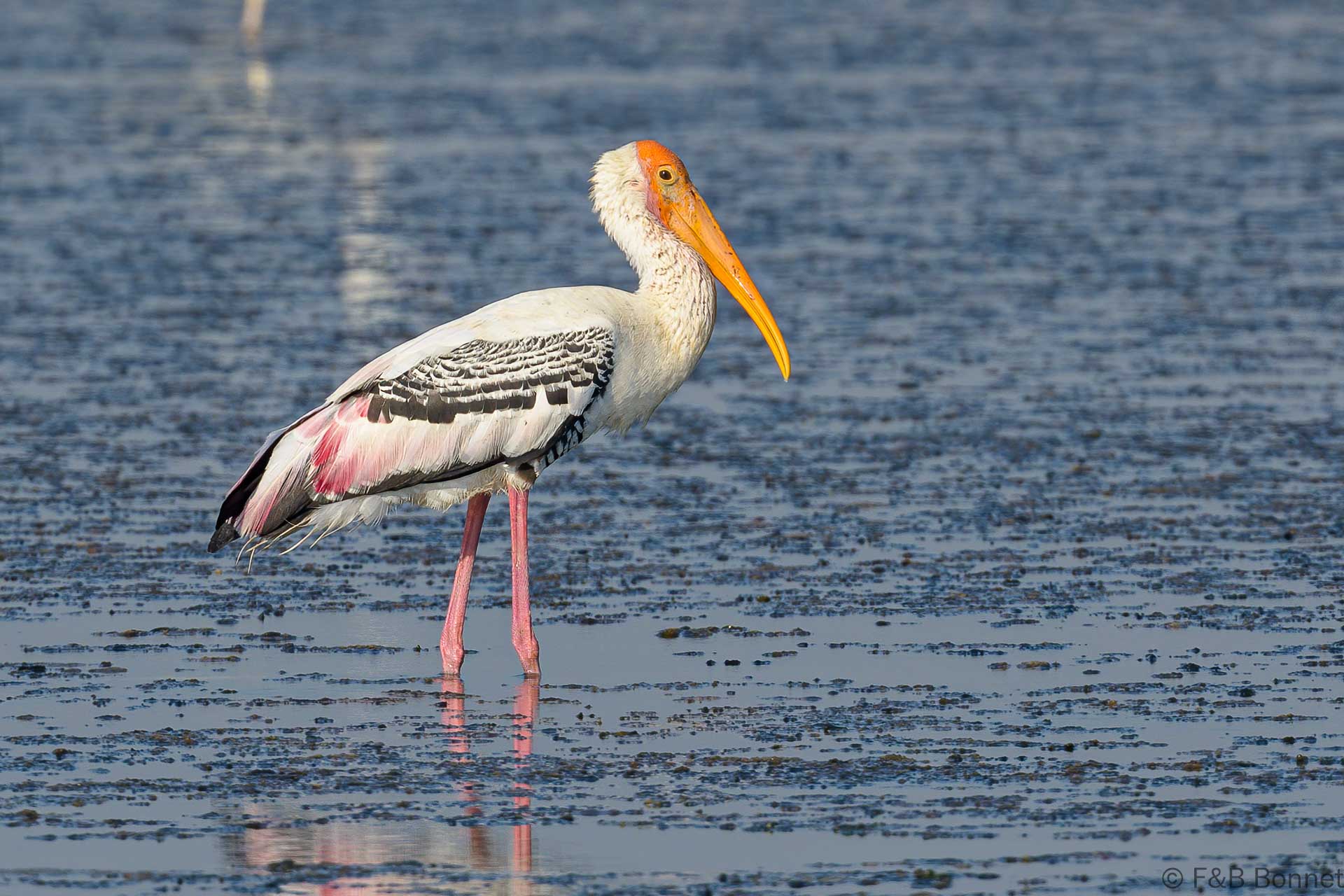 Painted Stork - Thailand - Pak Thale - 2023