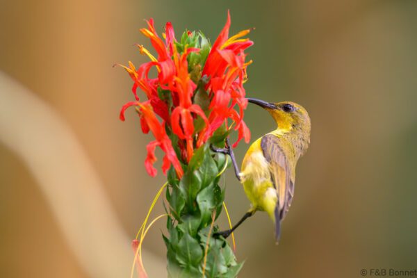 Palawan Sunbird ♀ - Philippines - Palawan - 2025
