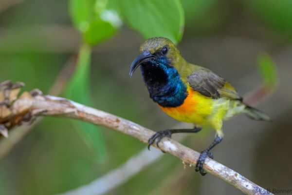 Palawan Sunbird ♂ - Philippines - Palawan - 2025