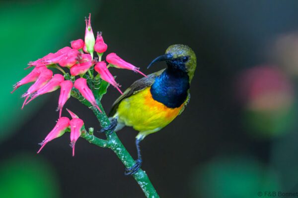 Palawan Sunbird ♂ - Philippines - Palawan - 2025